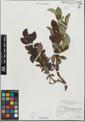 Foto von Salix hastata L.